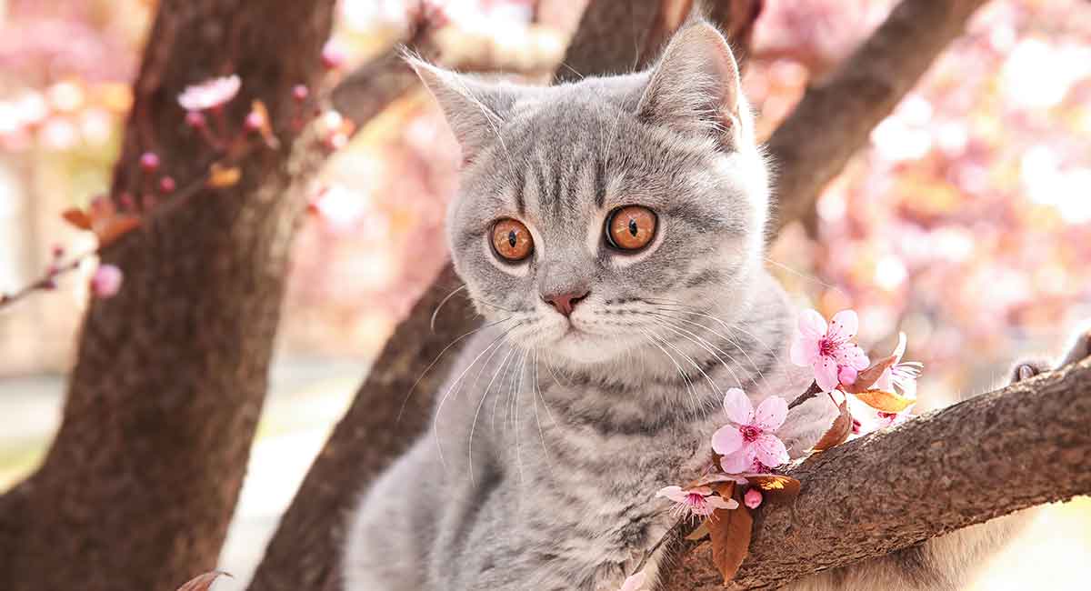 Cat Quotes 35 Of The Best Cat Quotes For Every Cat Lover