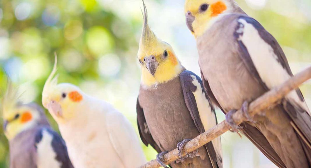 Combien de temps vivent les perruches Quelle est leur durée de vie moyenne ? IWOFR