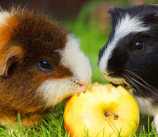 fruits for guinea pigs