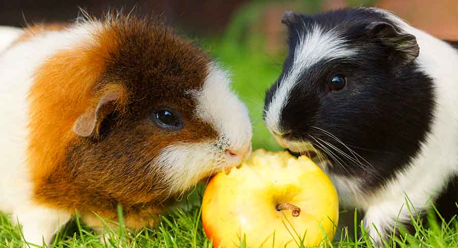 Can guinea pigs eat hot sale fruit