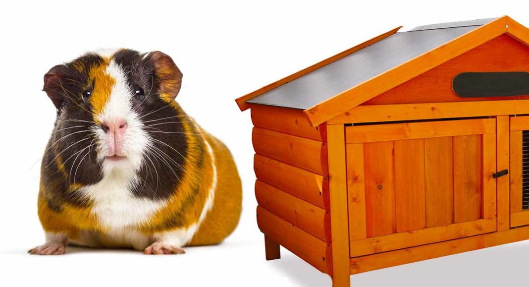 Best Wooden Guinea Pig Cage Tips And Reviews To Help You Choose