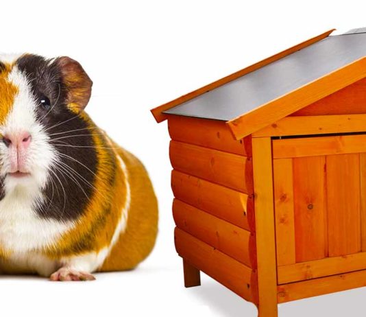 Best Wooden Guinea Pig Cage Options For Your Furry Friend SN long