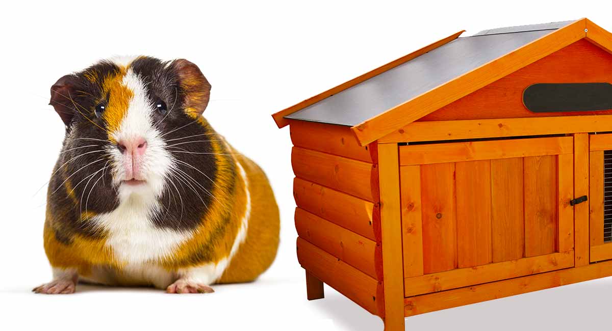 wooden guinea pig hutch