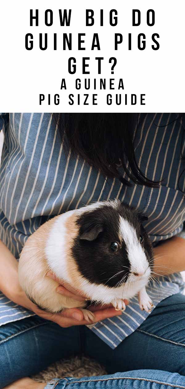 Guinea Pig Weight Age Chart