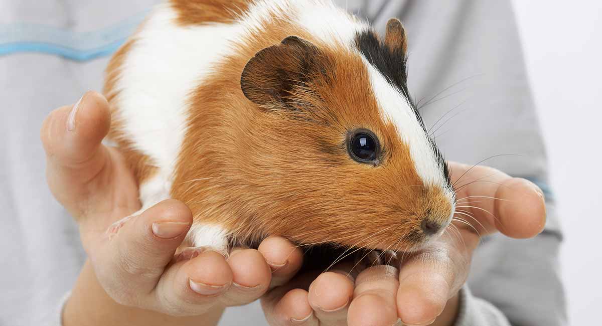 Guinea Pig Size Chart