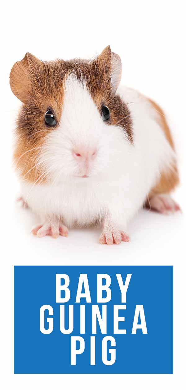 raising baby guinea pigs