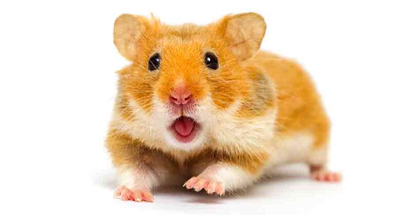 500 Boy Hamster Names - The Best Options For All Male Hamsters