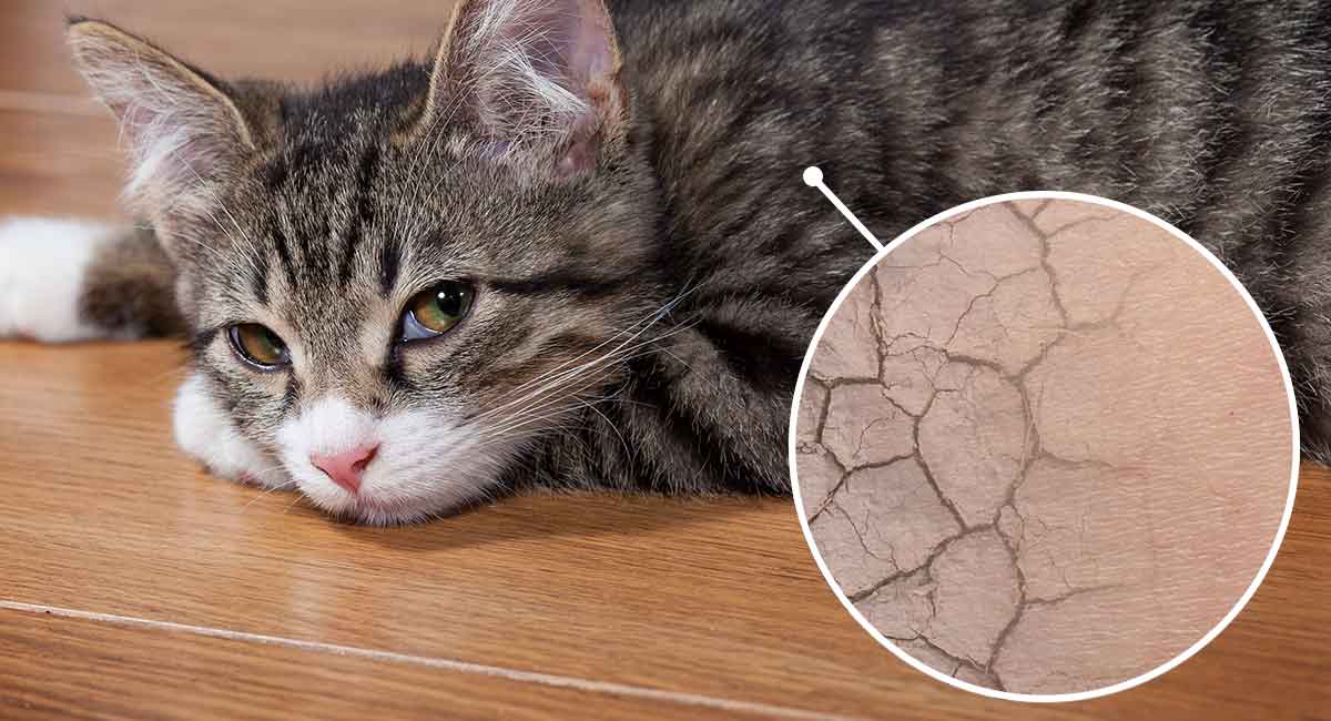 Cat Dry Skin Causes And Cures For Cat Skin Problems And Allergies