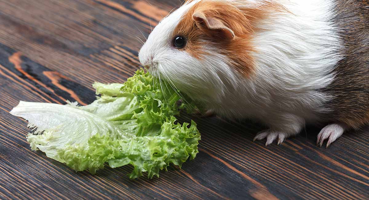 Vitamin C For Guinea Pigs - A Vital Supplement For Staying ...