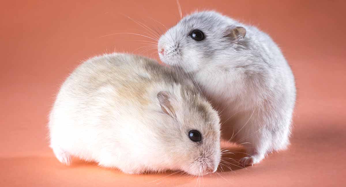 Boy Hamster Names 300 Cool Ideas For Male Hamster Names,Chinese Gender Calendar