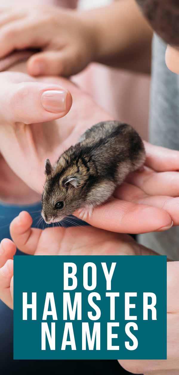 boy hamster names