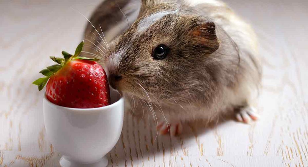 Can Guinea Pigs Eat Strawberries As A Healthy Treat?