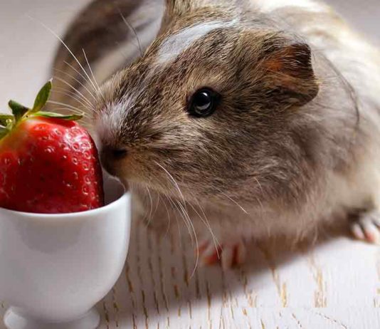 can guinea pigs eat strawberries