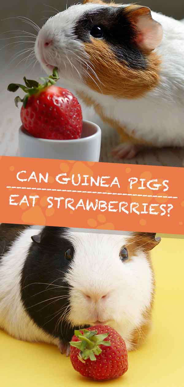 are strawberries safe for guinea pigs