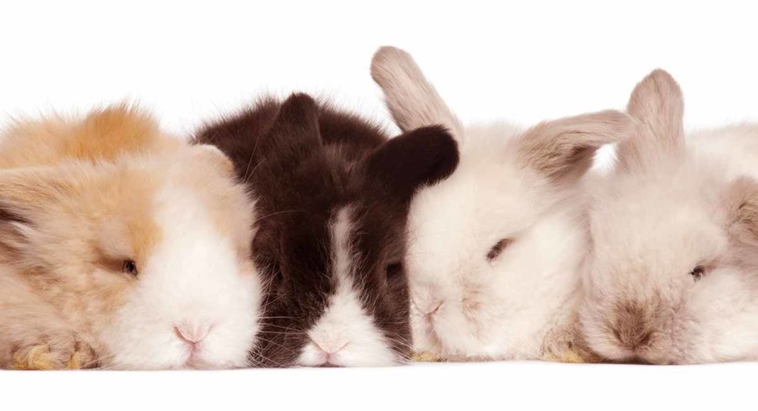 Do Rabbits Hibernate - A Guide To Bunny Sleep