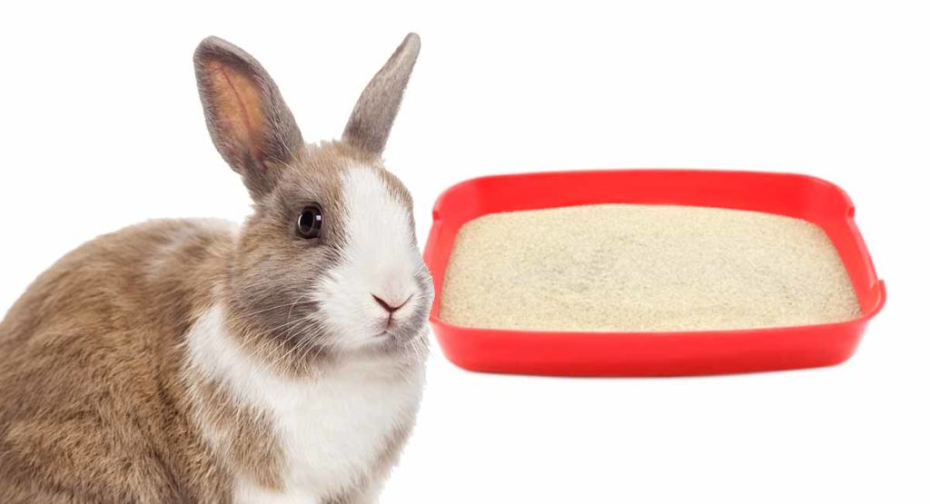 Rabbit Litter Box Choosing and Using A Bunny Litter Tray