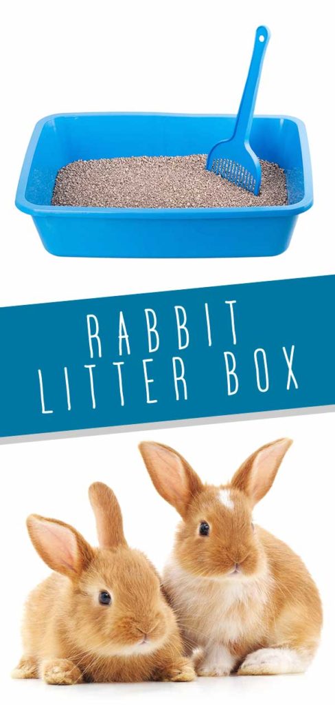 Rabbit Litter Box - Choosing and Using A Bunny Litter Tray