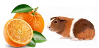 can guinea pigs eat oranges