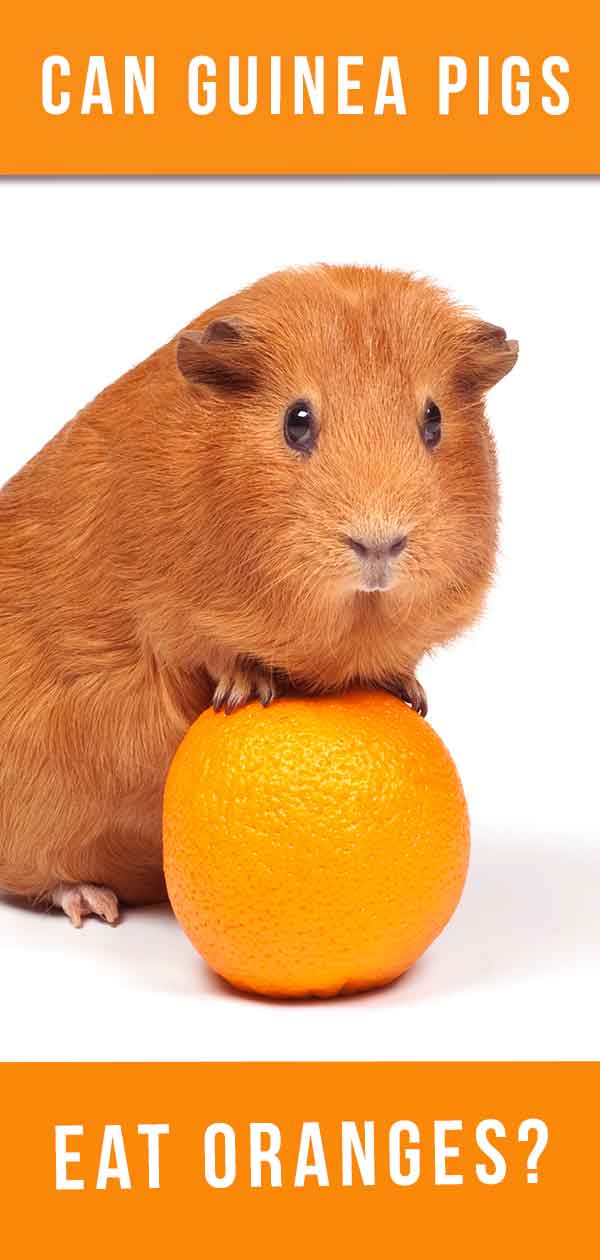 Can guinea sale pigs eat oranges