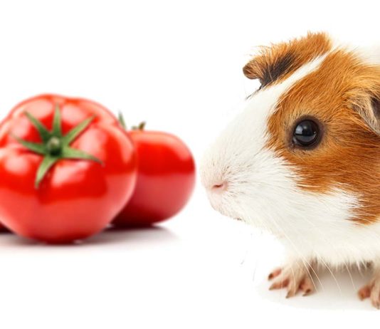 can guinea pigs eat tomatoes
