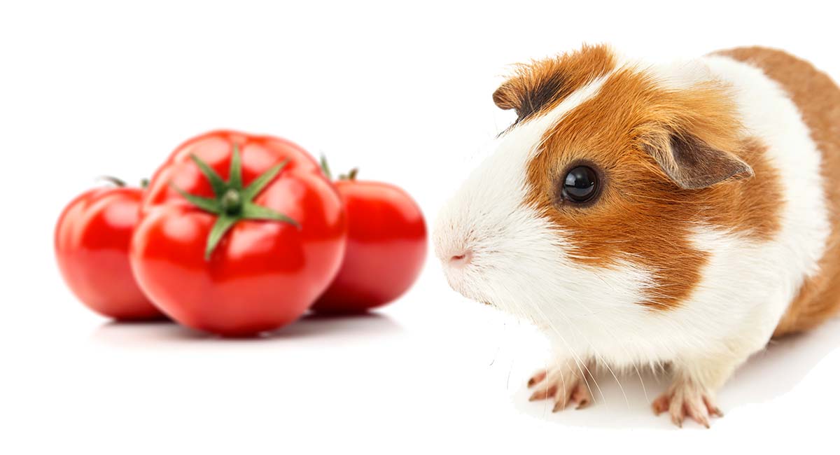 Can Guinea Pigs Eat Tomatoes Or Is This 