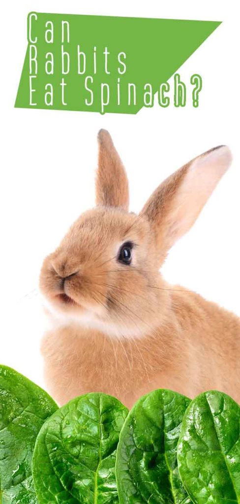 Can Rabbits Eat Spinach - A Guide To Spinach For Bunnies