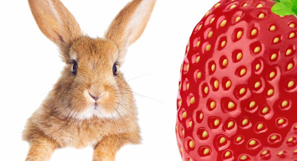 Can Rabbits Eat Strawberries A Guide To Berries For Bunnies