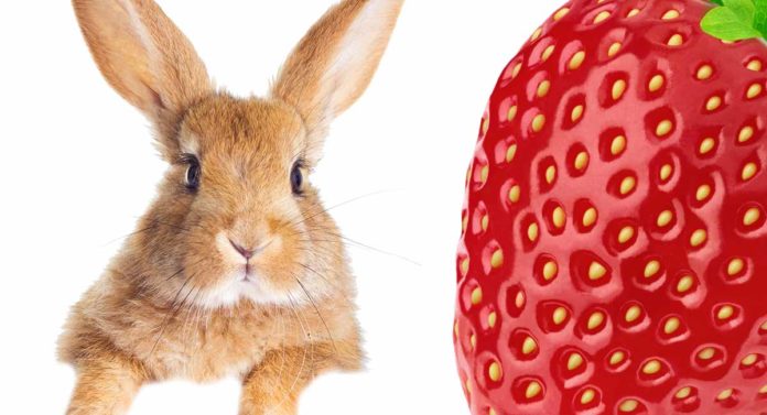 Can Rabbits Eat Strawberries - A Guide To Berries For Bunnies