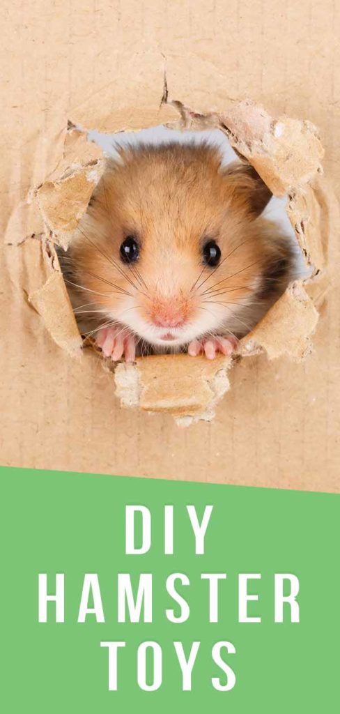 Homemade hamster best sale chew toys