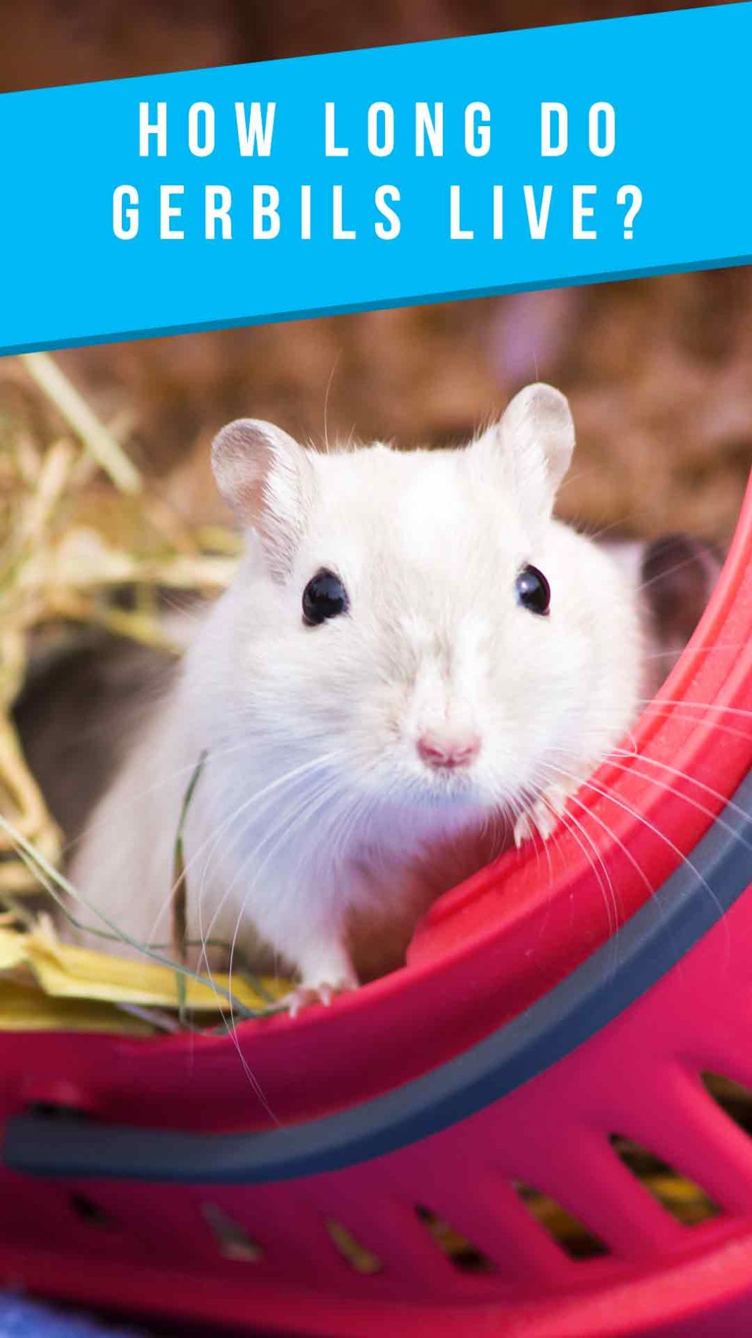 Gerbil Lifespan How Long Do Gerbils Live As Pets And In The Wild?