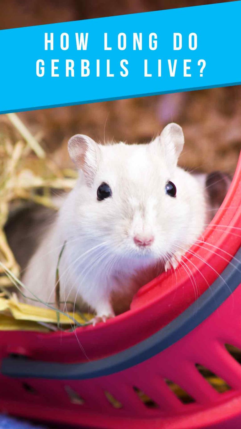 Gerbil Lifespan How Long Do Gerbils Live As Pets And In The Wild?