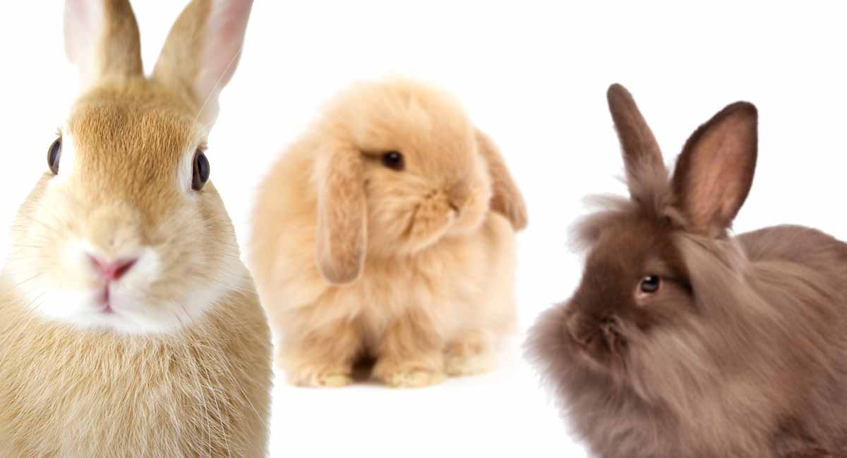 Rabbit Breeds A Complete Guide To 25 Of The Best Rabbit Breeds