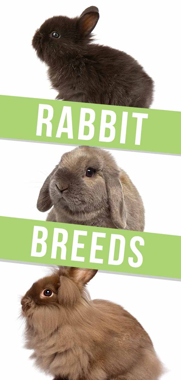 Rabbit Breeds - A Complete Guide To 25 Of The Best Rabbit Breeds