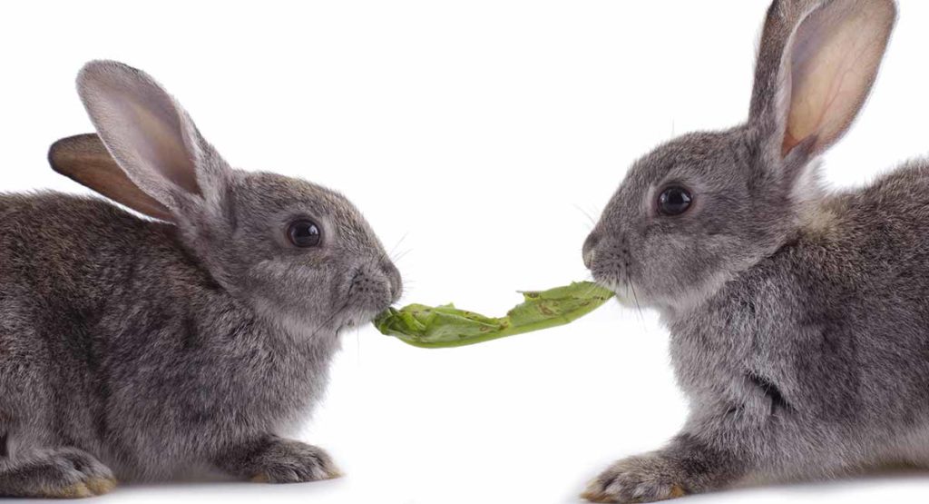 What Do Rabbits Eat? A Complete Guide To The Best Food For Bunnies