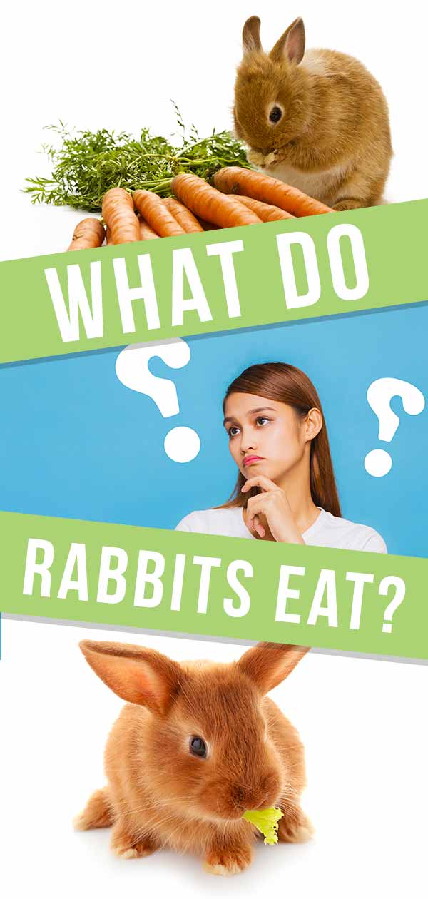 what do rabbits eat
