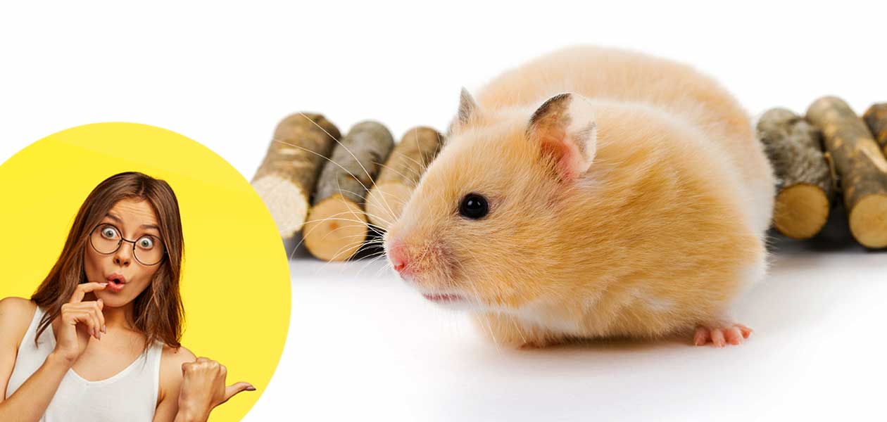 Teddy Bear Hamster Facts 14 Reasons To Buy A Syrian Hamster