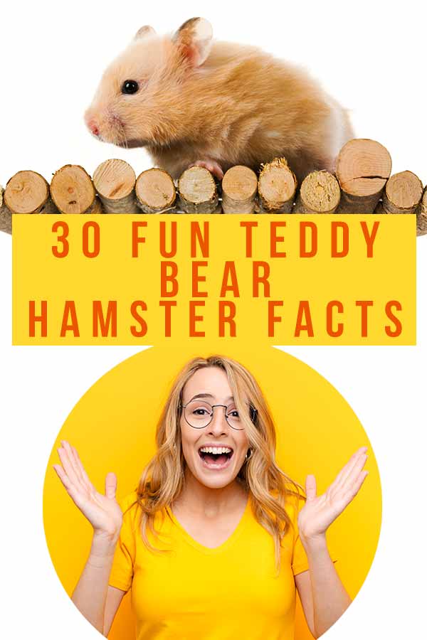 Interesting Teddy Bear Hamster Facts For Kids (2023 Fun Facts)