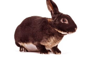 black otter rex rabbits