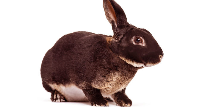 black otter rex rabbits