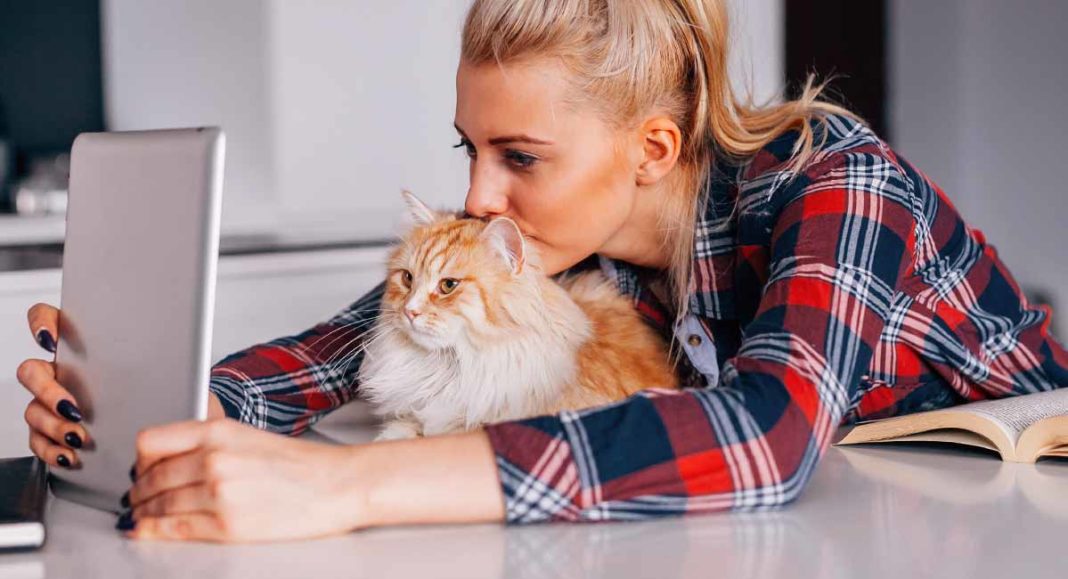 What Kind Of Cat Do I Have? A Guide To Identifying Cat Breeds