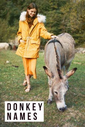 Donkey Names - 350 Funny, Cute, and Farm-Inspired Ideas