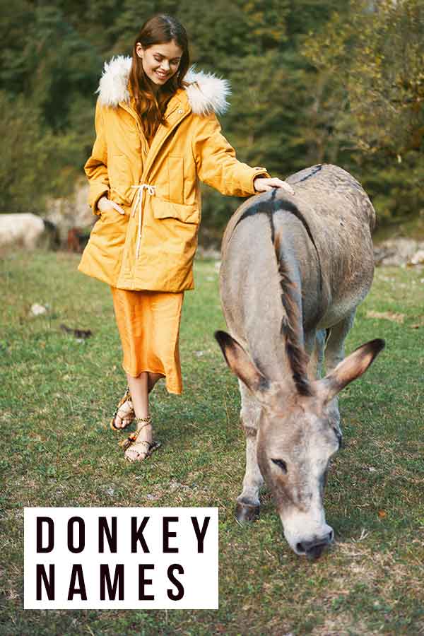 donkey names