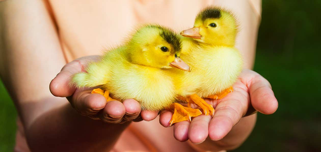 Duck Names - Over 400 Fun, Cute, And Funny Ideas For Your Ducks