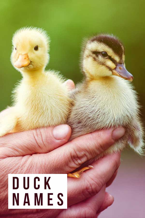 Duck Names Over 400 Fun Cute And Funny Ideas For Your Ducks