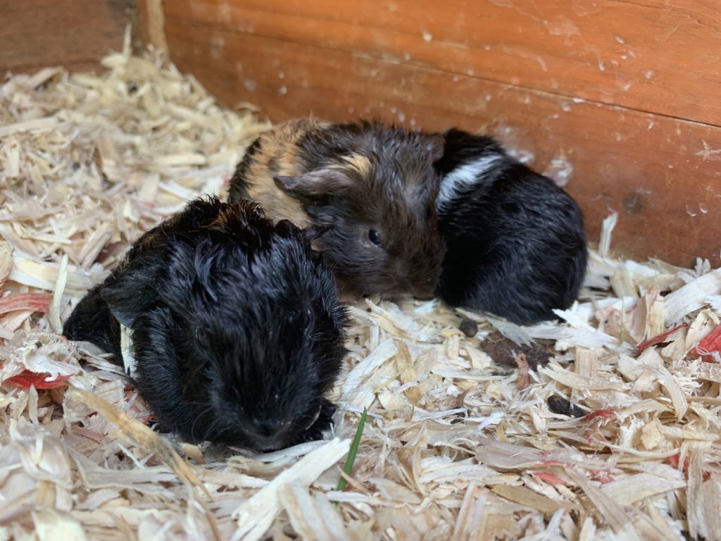 newborn guinea pigs