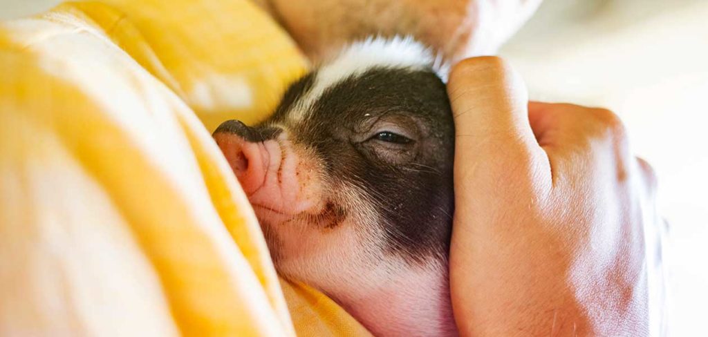 Piglet names 382 names for baby pigs