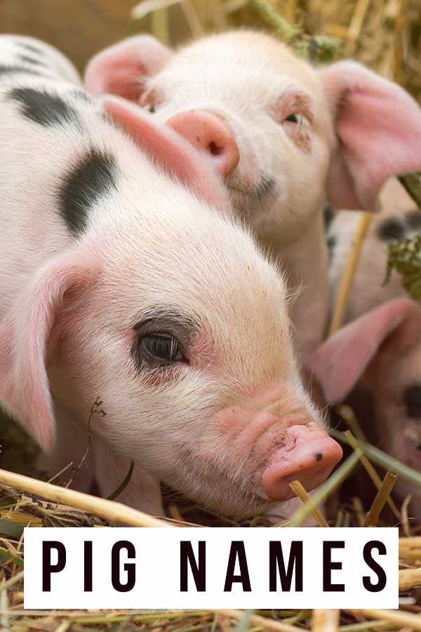 Pig Names Over 350 Great Ideas For Your Pet Pigs