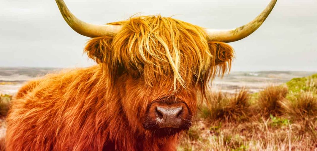 Cow Names - Over 400 Amazing Names For Your Cattle