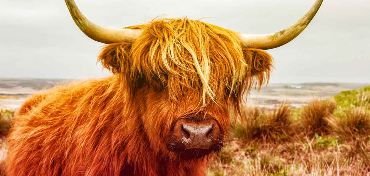 Cow Names Over 400 Amazing Names For Your Cattle