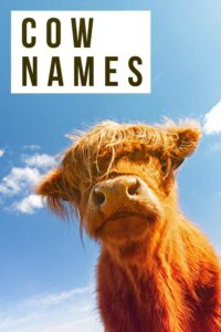 Cow Names - Over 400 Amazing Names For Your Cattle